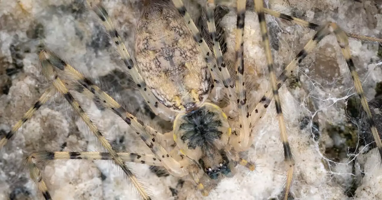 ‘Living fossil’ spider discovered in southern Sierra Nevada