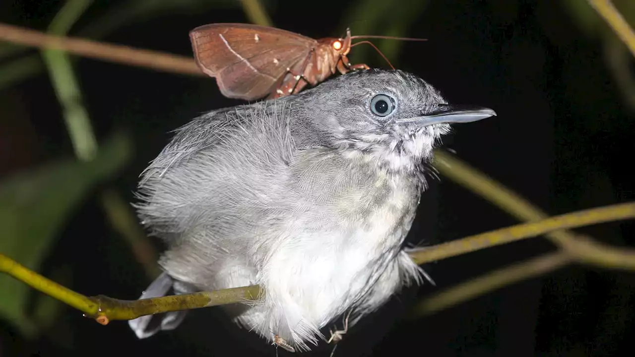 These Amazonian Moths Drink the Tears of Sleeping Birds