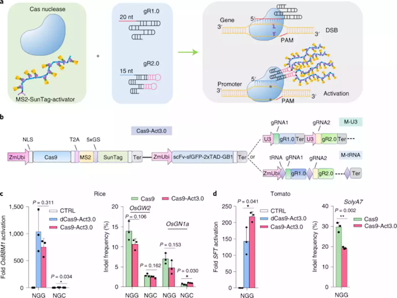 Boosting plant genome editing with a versatile CRISPR-Combo system - Nature Plants