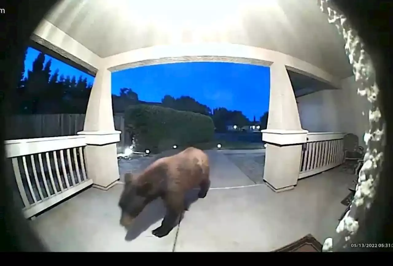 Bear roams Bay Area neighborhood blocks from busy strip mall