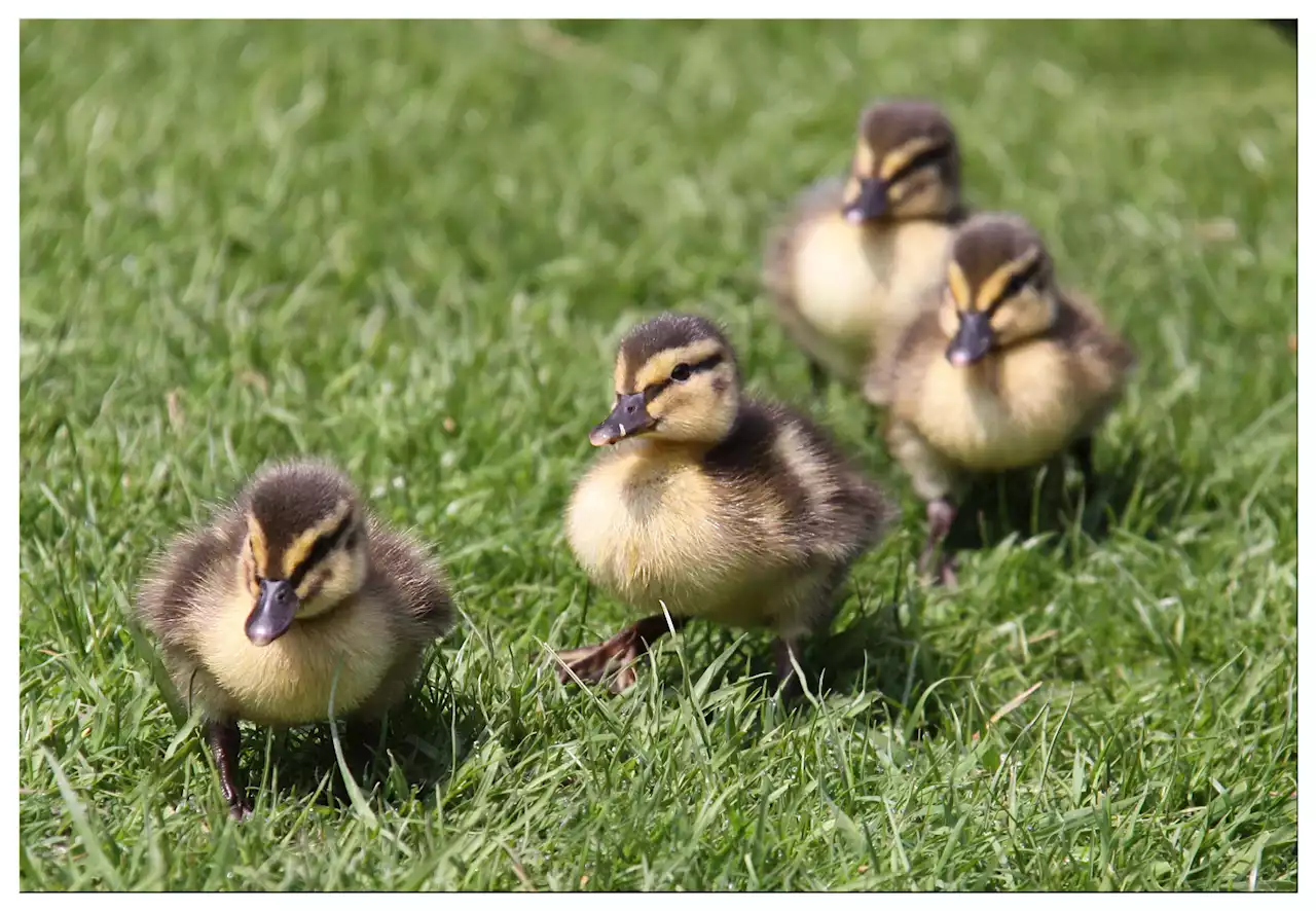 Police hunt white van man who ran over ducklings crossing road