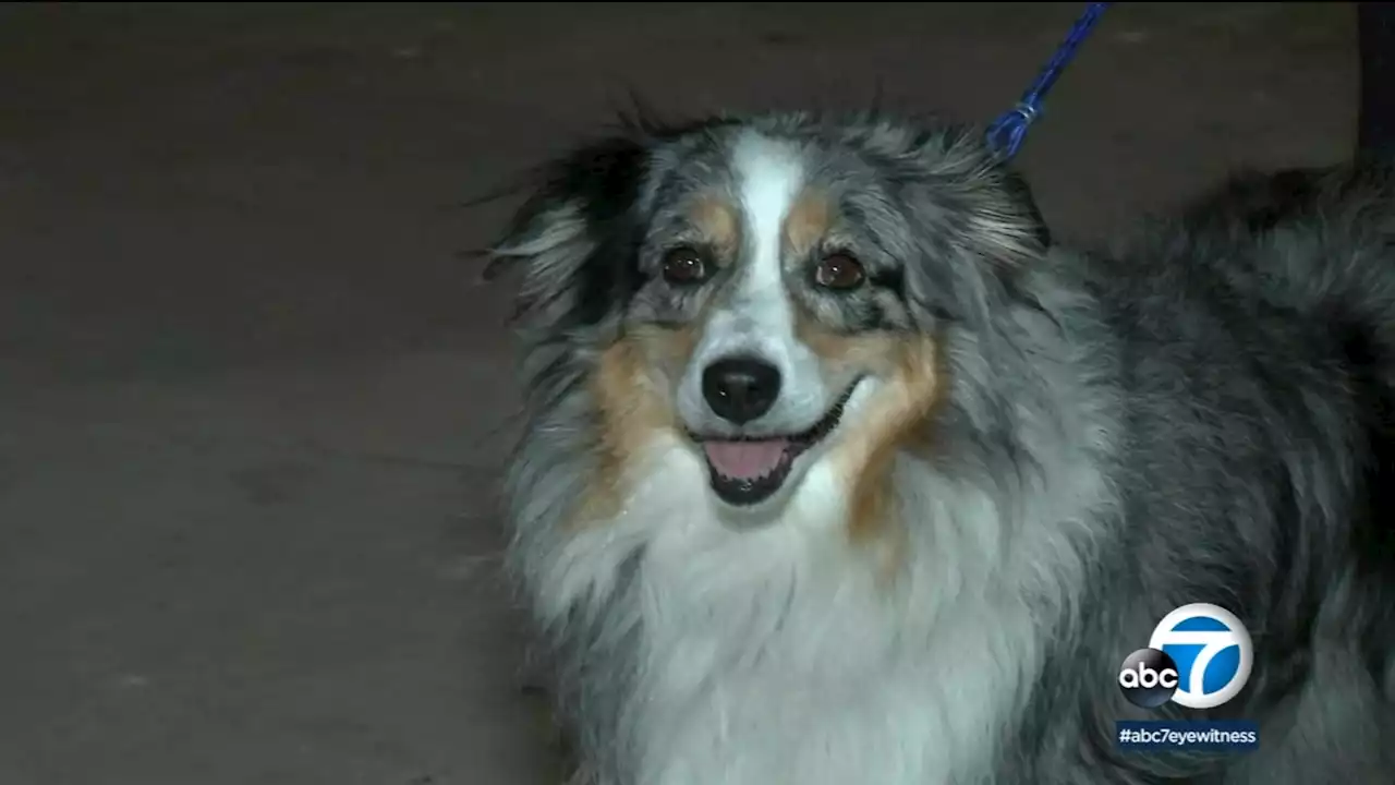 Nurse reunited with 6-year-old dog after camper stolen in LA with beloved pet inside