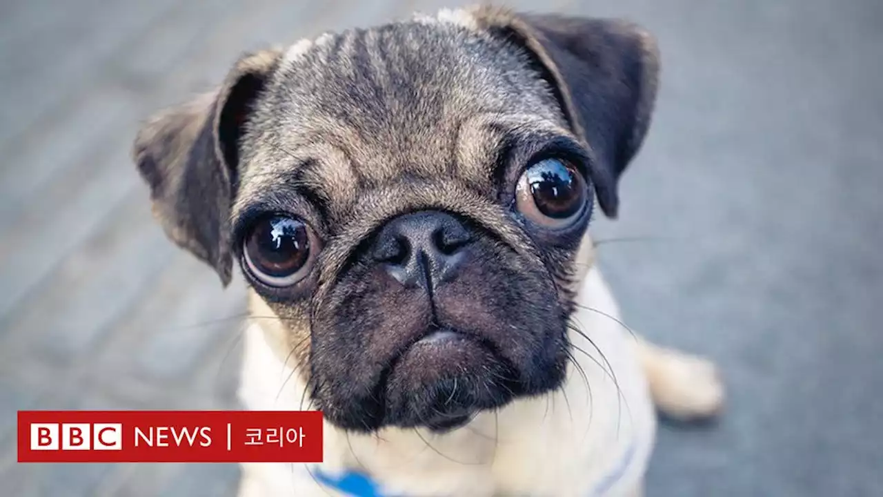 '퍼그, 다른 견종보다 건강 문제 심각'...영국 왕립수의대 경고 - BBC News 코리아