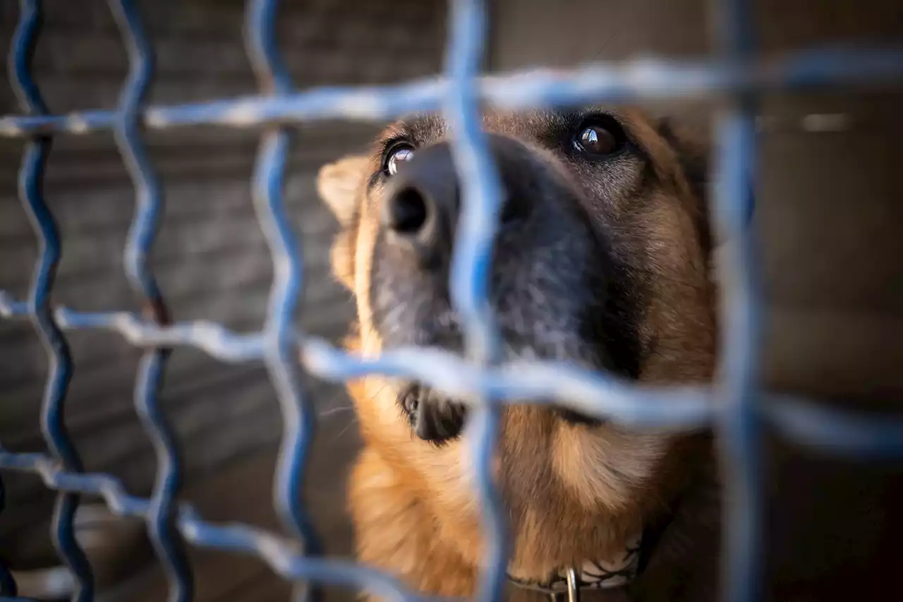 More People Surrendering Pets As Denver Animal Shelter Reaches Capacity Crisis