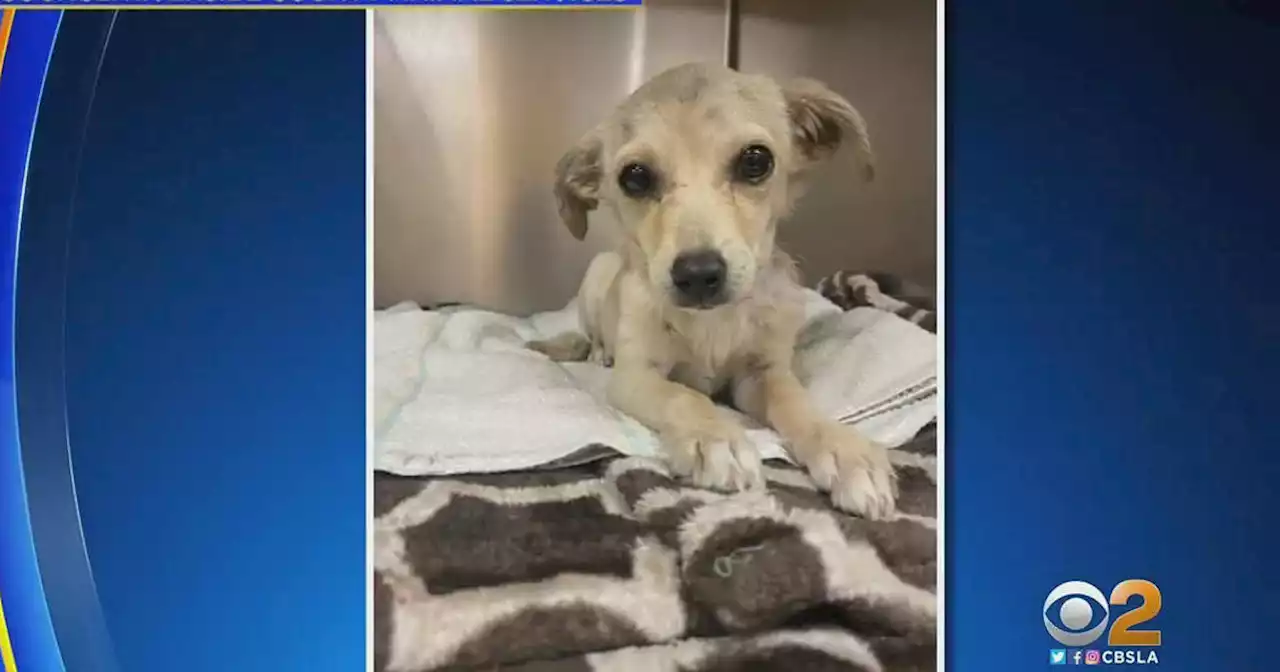 Puppy found shot through the neck with an arrow in Desert Hot Springs