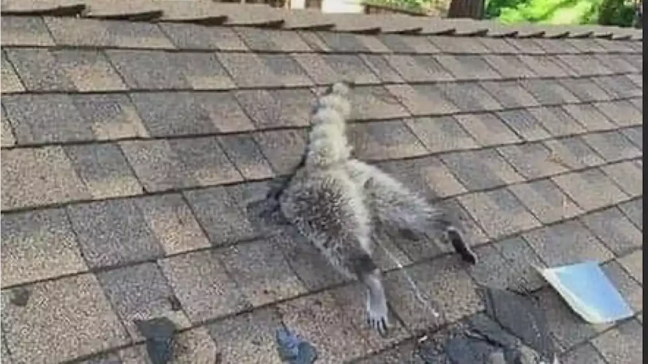 Crazy sight! Raccoon gets stuck face-first in Santa Cruz roof