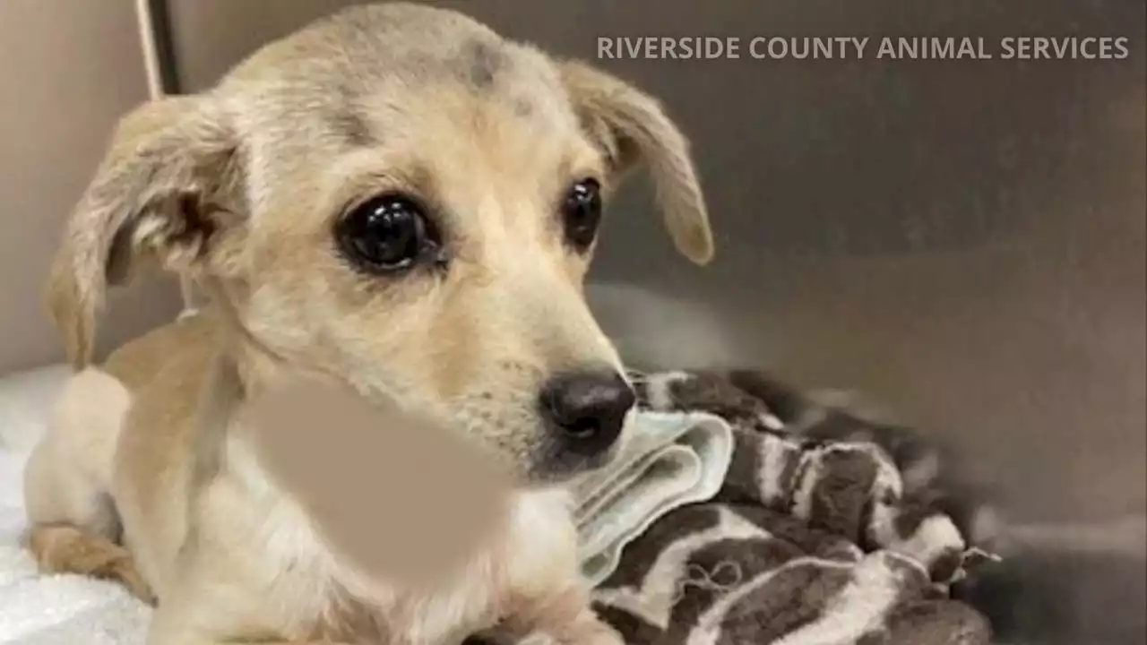 Chihuahua shot with arrow in Riverside County