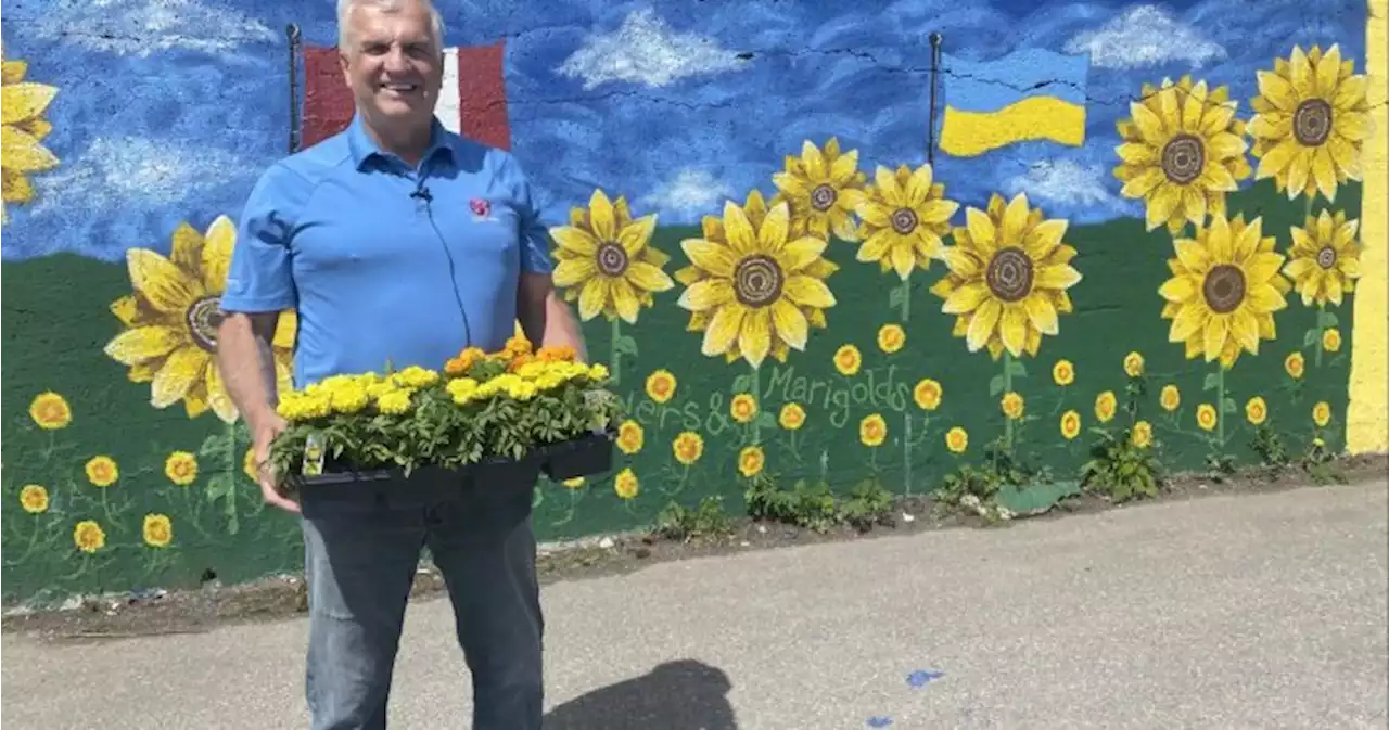 Marigolds and Murals Project in Saint John reaches 25th anniversary - New Brunswick | Globalnews.ca