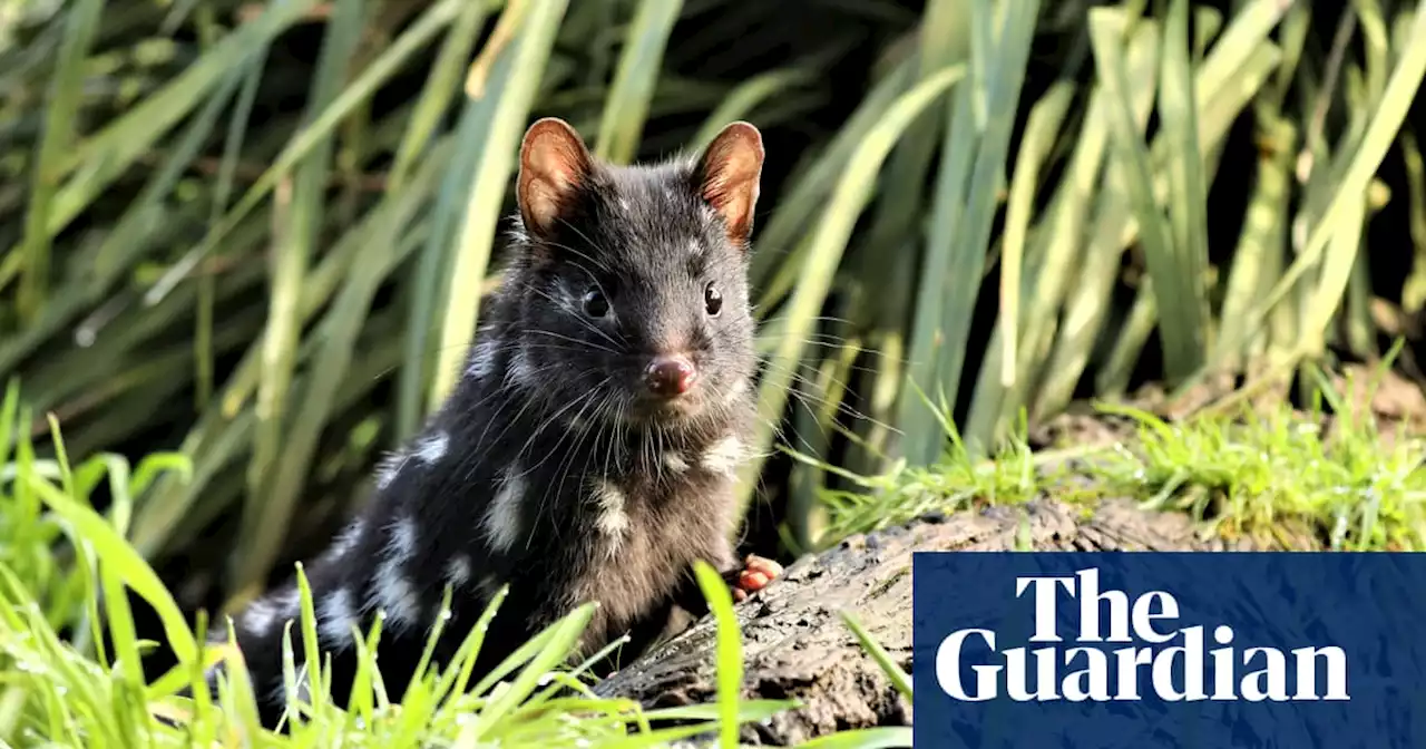 High hopes for baby boom after release of 50 eastern quolls in NSW sanctuary