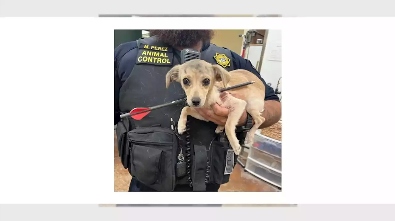 Chihuahua puppy mix found shot with an arrow in Desert Hot Springs, is expected to survive