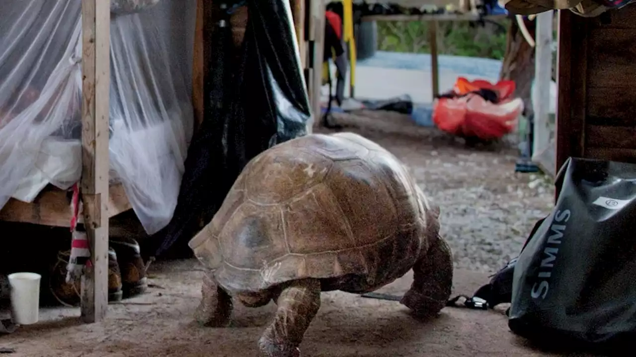 Tortoises rule on Aldabra Atoll