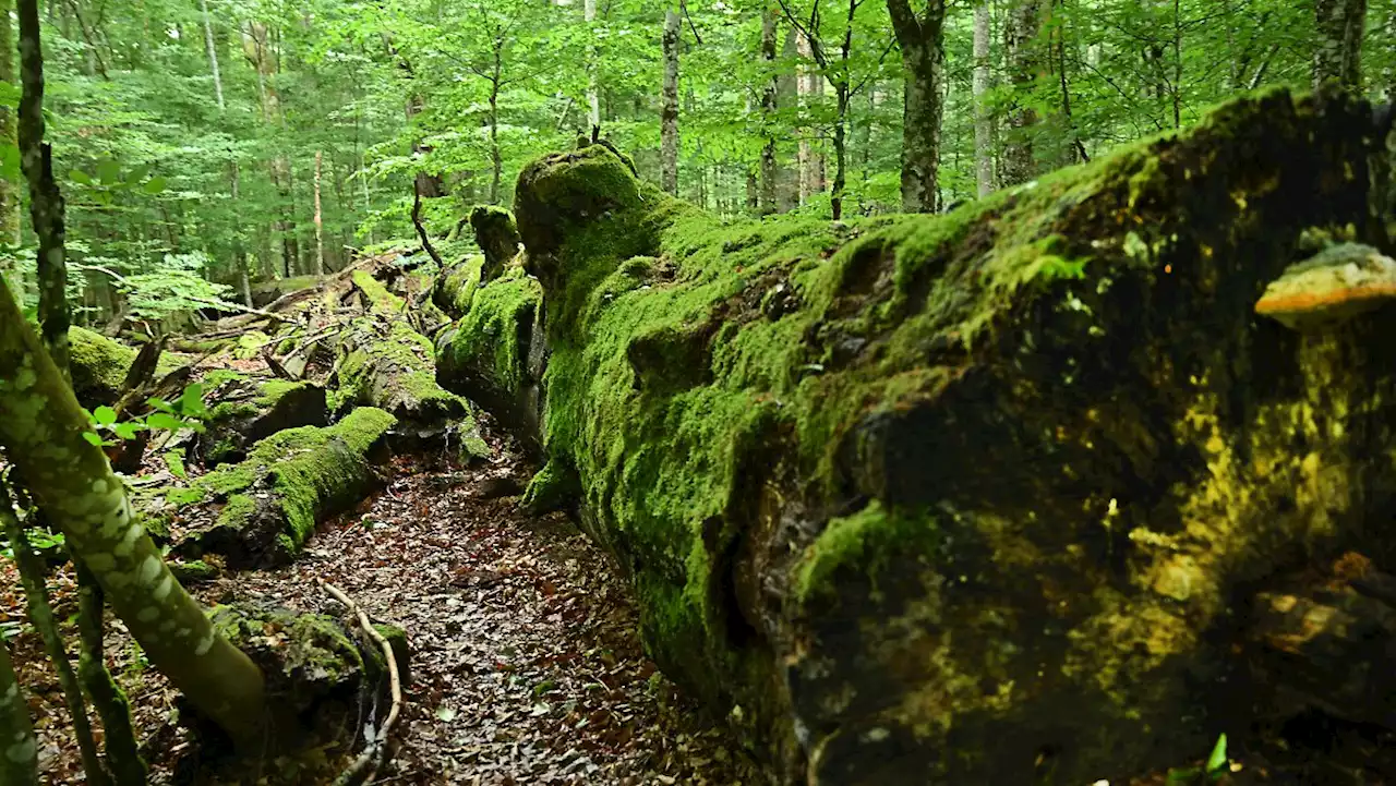 Der älteste deutsche Nationalpark - ein bisschen Urwald in Bayern