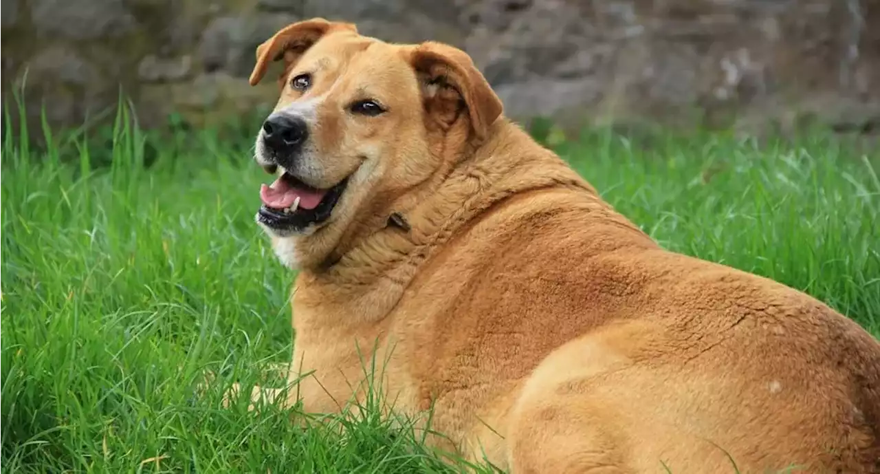 Hábitos que pueden ocasionar la obesidad en las mascotas y cómo evitarlos - Pulzo