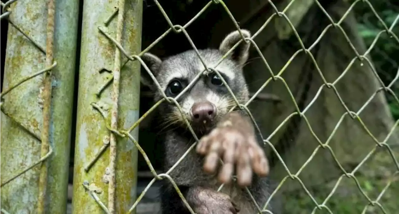 Reportar nuevos casos de moquillo en fauna silvestre del Tolima - Pulzo