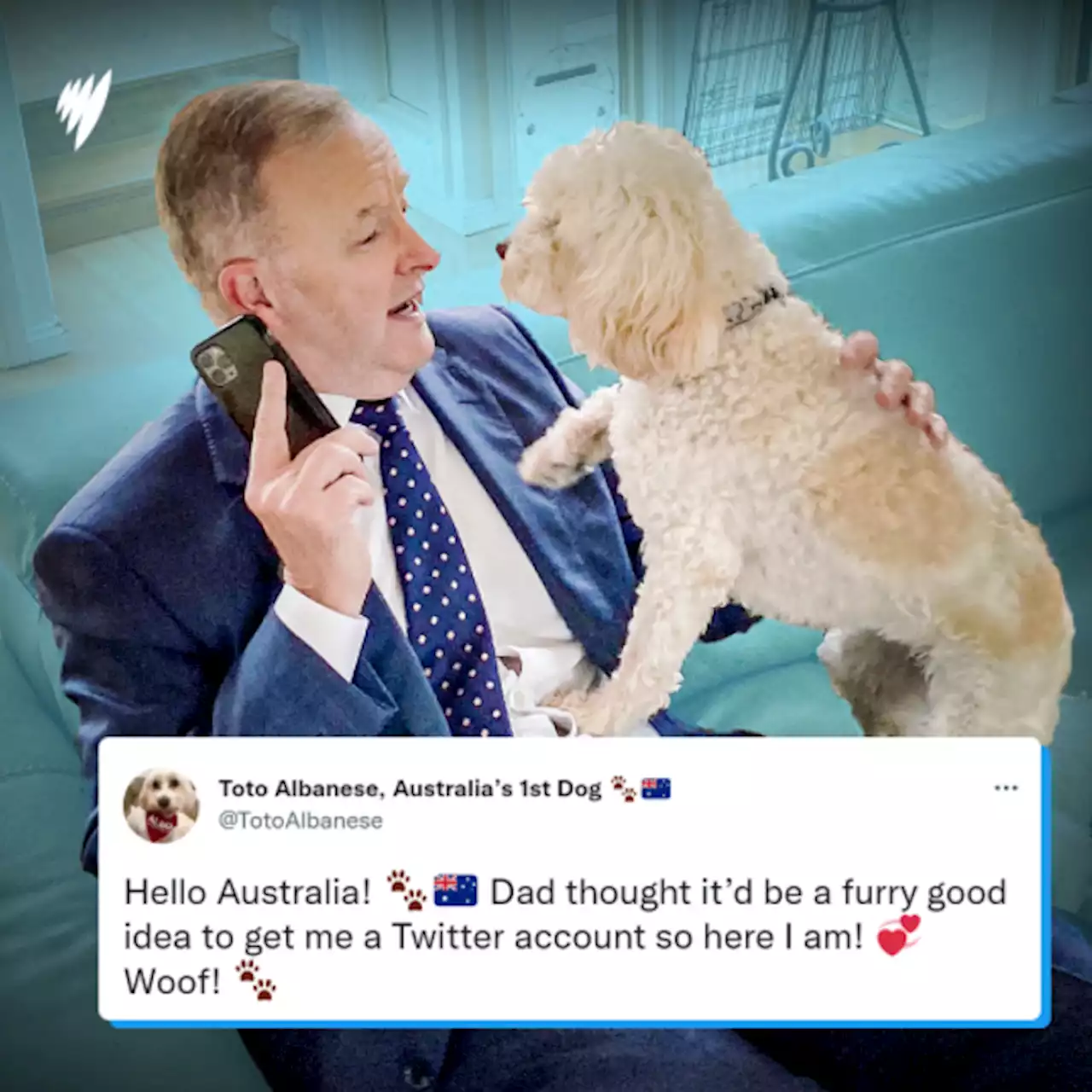 'Australia’s First Dog': Toto Albanese makes her Twitter debut