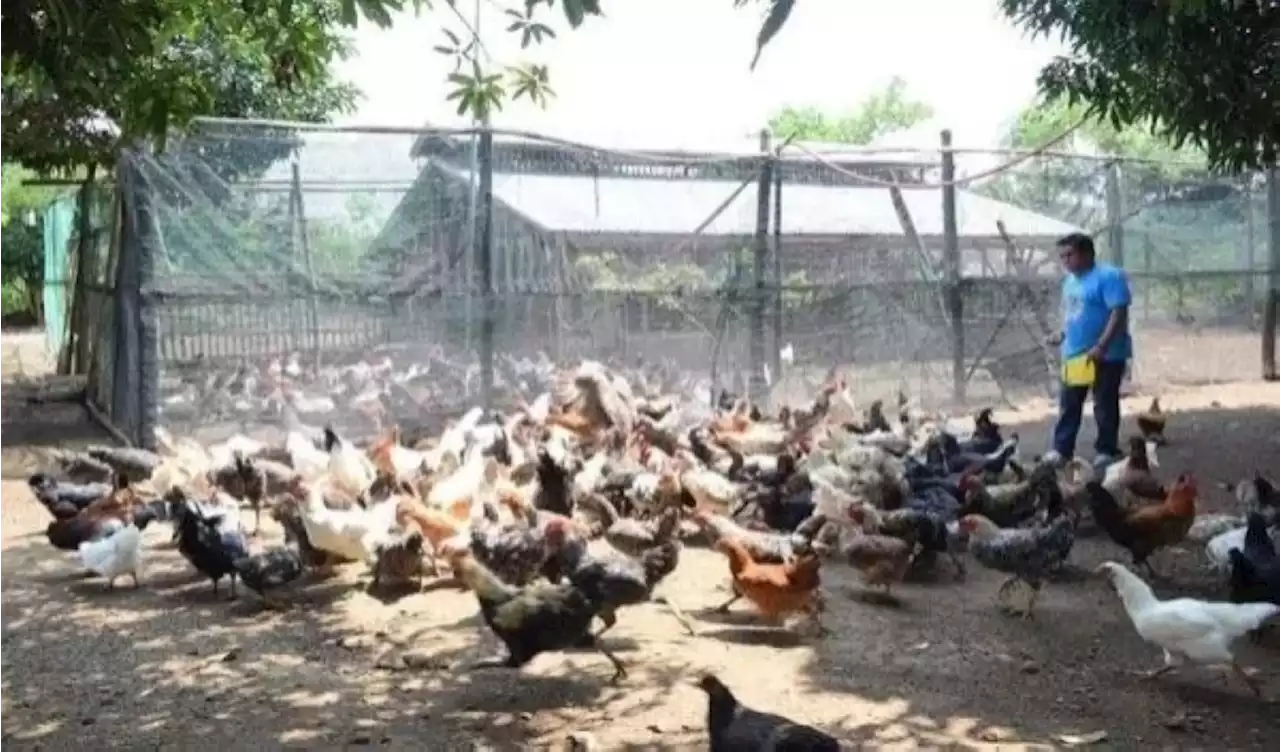 Cebu guv extends ban on poultry products