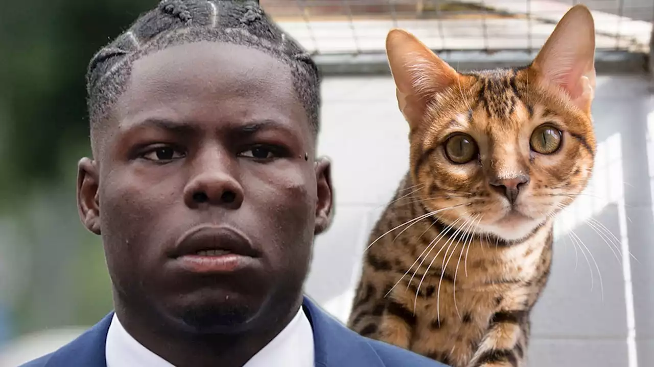 Soccer Star Kurt Zouma Pleads Guilty To Kicking, Slapping Cat