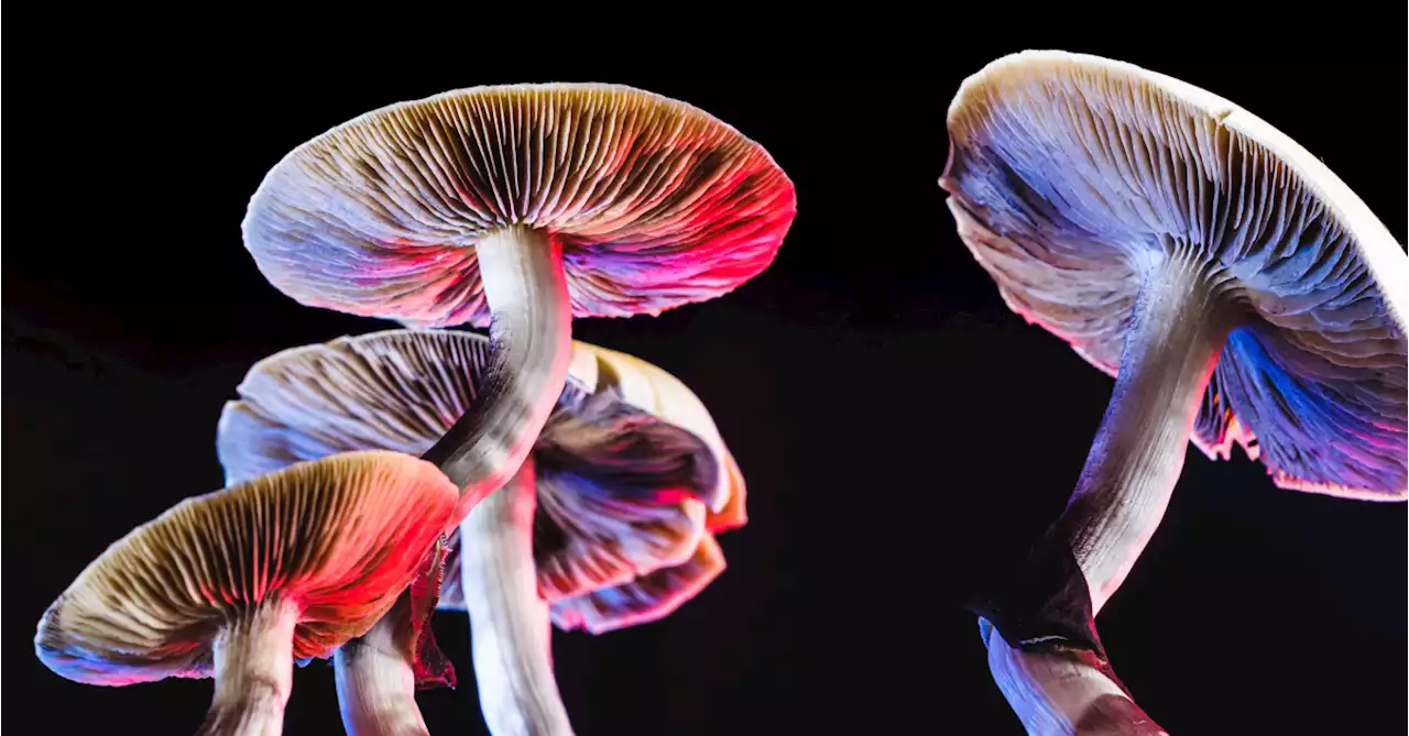 The new world of psychedelics