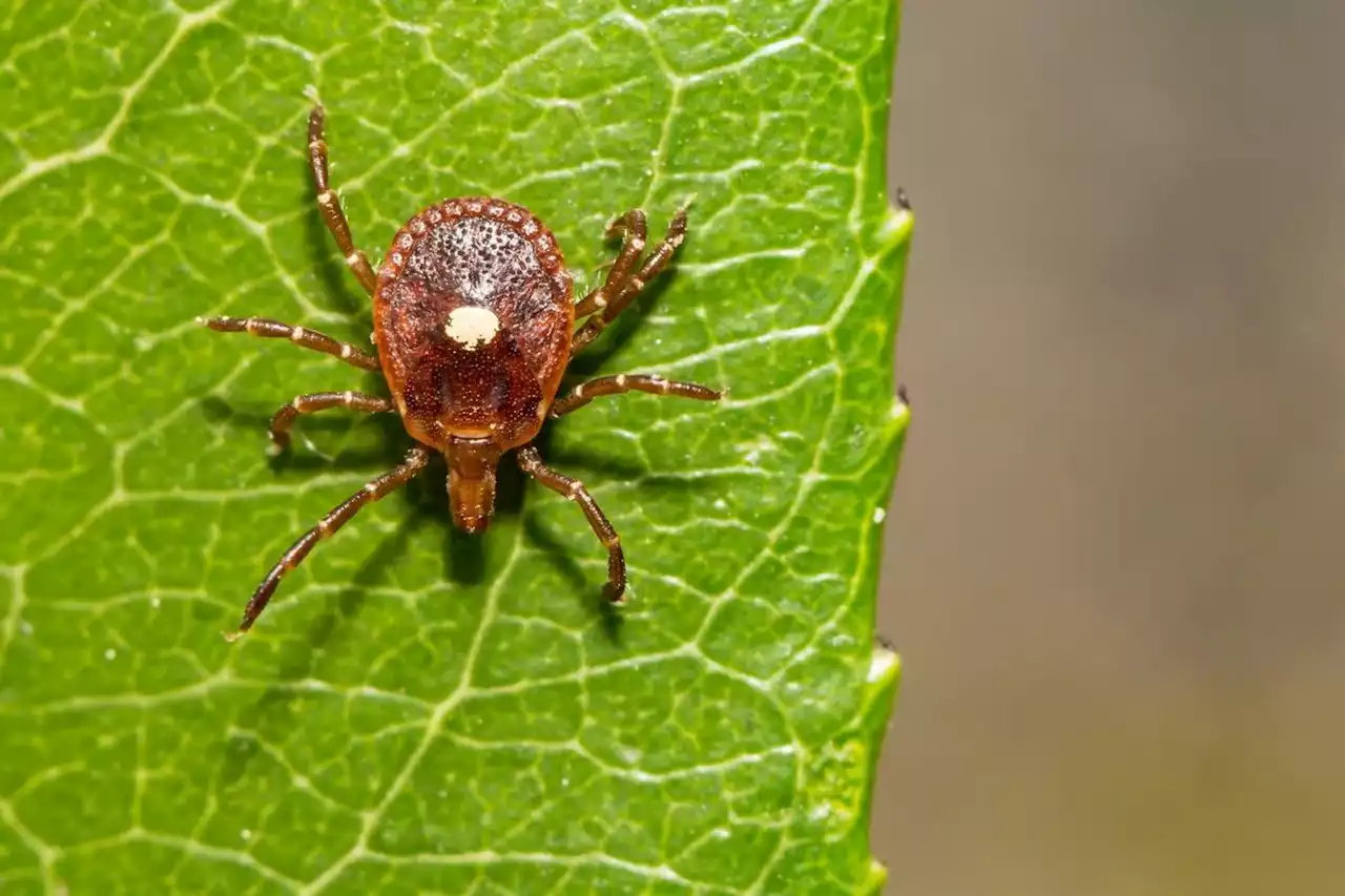 ‘I felt like I was going to die’: Ticks that cause red-meat allergy are in Canada