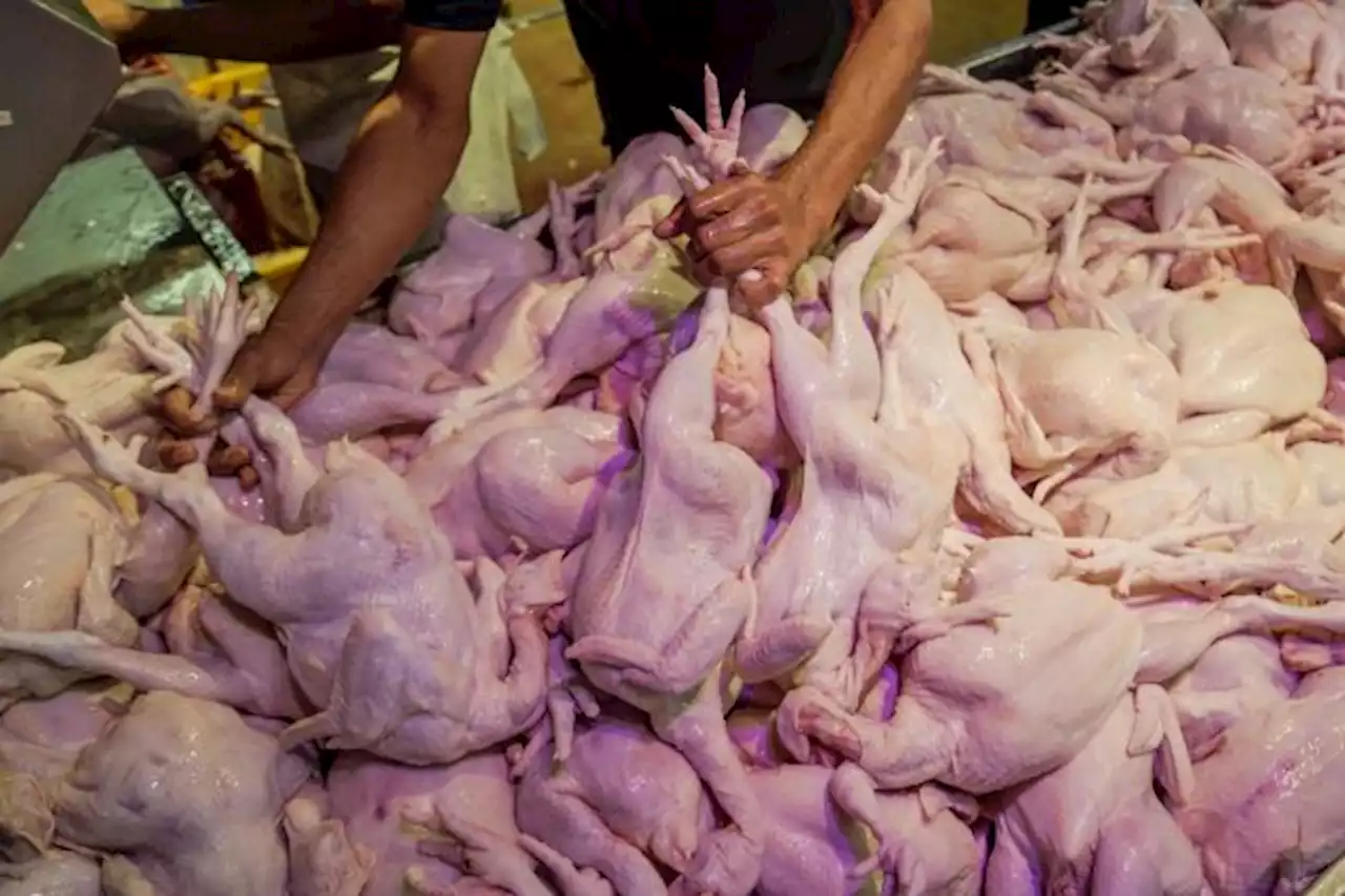 Isu harga, bekalan ayam: KPDNHEP sedia kerjasama