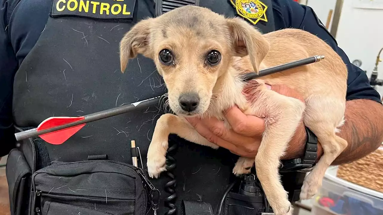 Chihuahua found with arrow through neck expected to survive