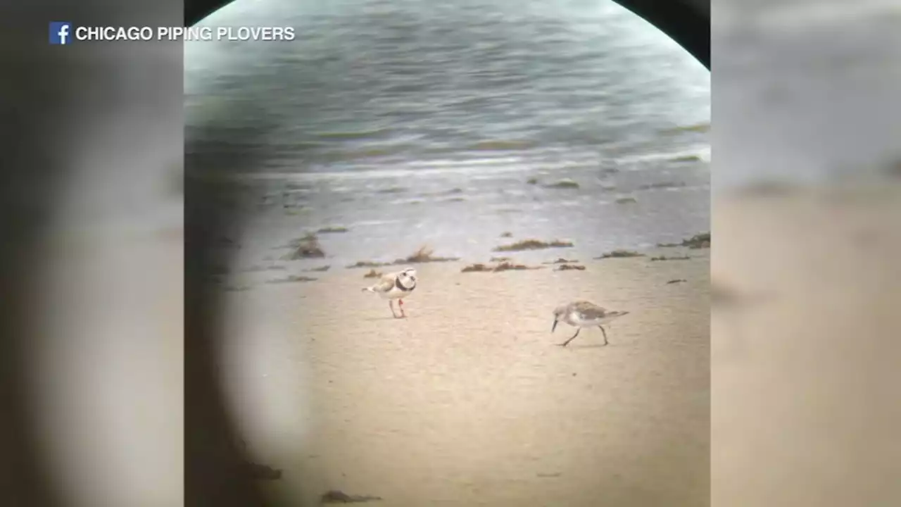 Imani, Monty and Rose piping plover chick, spotted at Montrose Beach