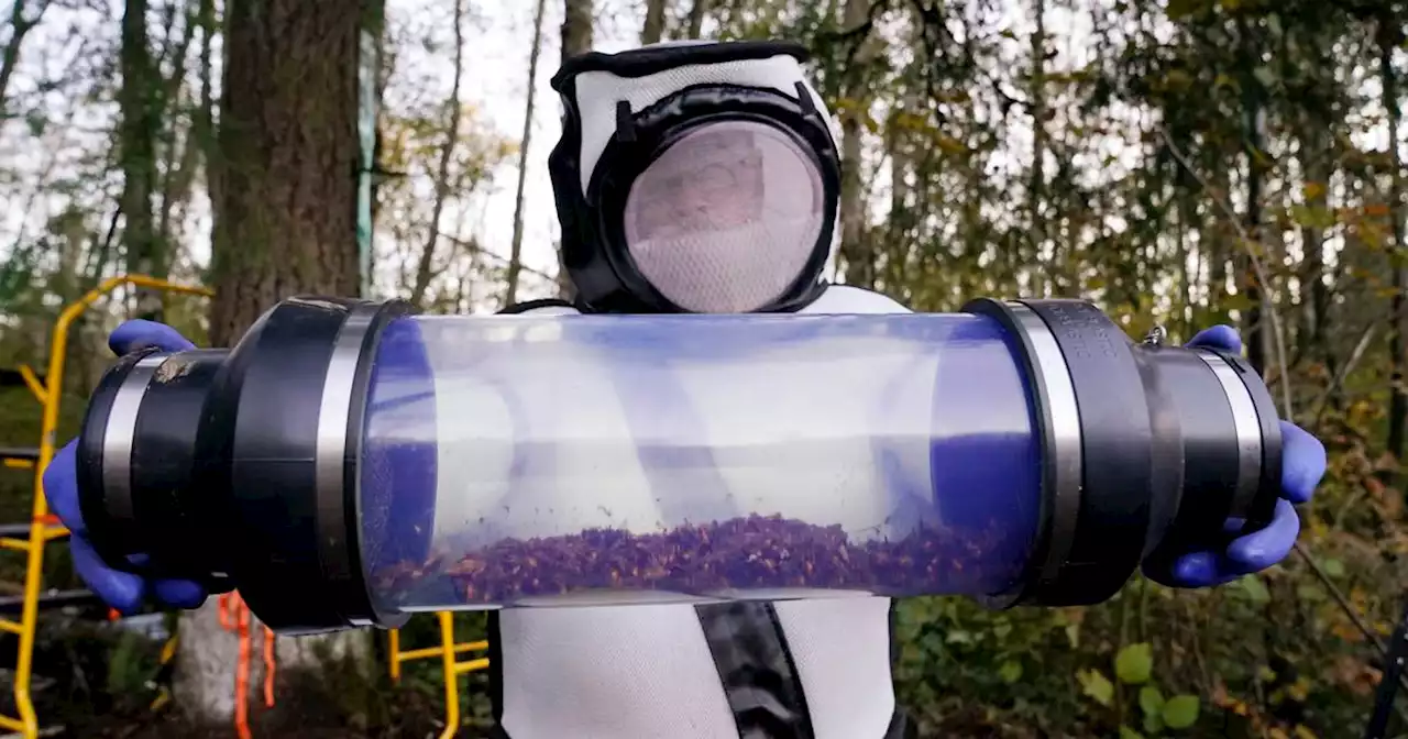 Scientists will set 1,000 traps for murder hornets this year