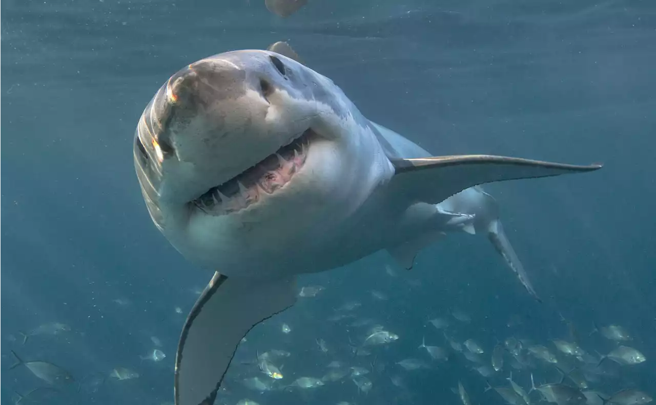 NASA captures ‘Sharkcano’ eruption where mutant sharks swim near an underwater volcano