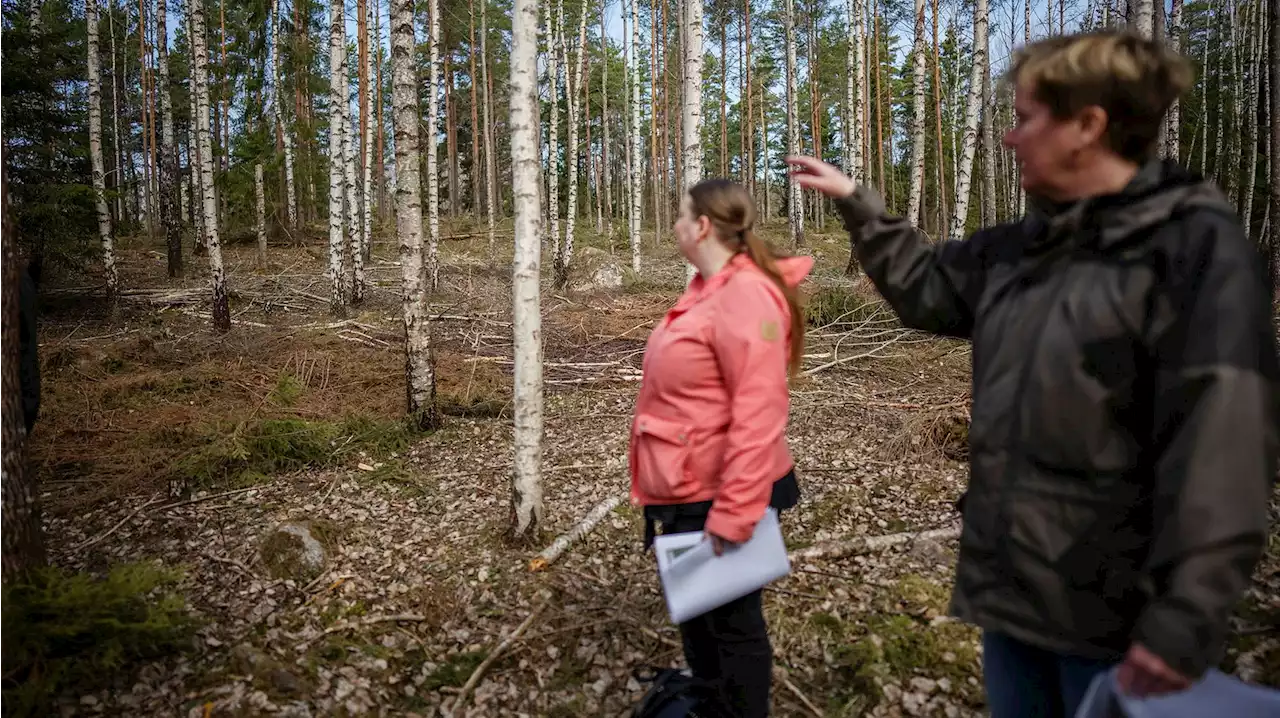 Så gör Täby för att ge skogen livskraft – ”Den är betydelsefull för människor”