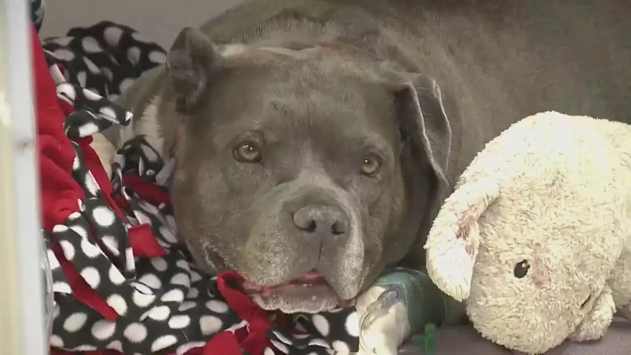 Dog survives deadly Colorado plane crash: 'She's a fighter'