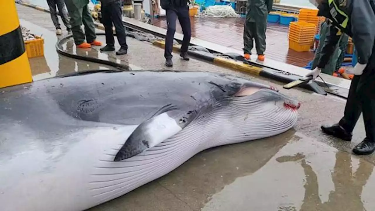 반쪽짜리 고래고시 1년… 밍크고래는 죽어갔다