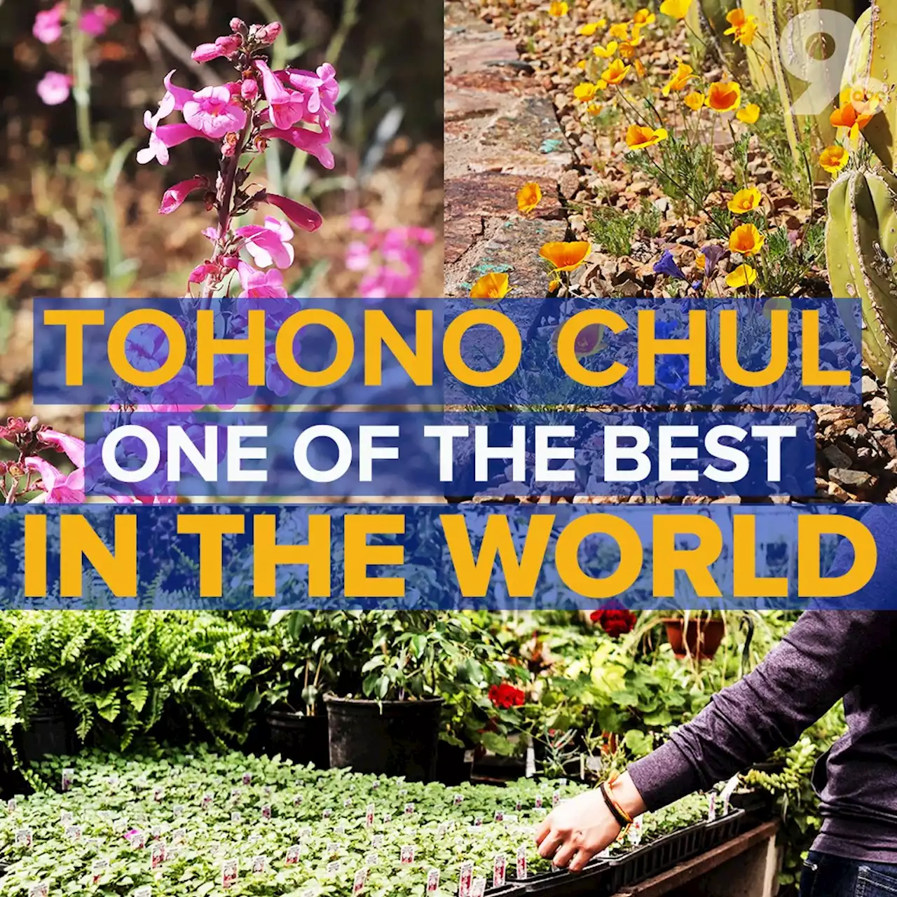 Tucson's Tohono Chul named 'One of the World's Ten Best Botanical Gardens'