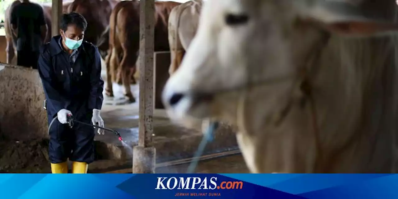 MUI Bakal Bahas Fatwa Hewan Kurban yang Terkena Penyakit Mulut dan Kuku