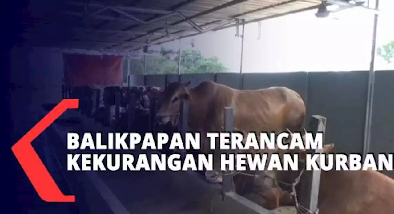 Harga Hewan Kurban Berpotensi Naik Karena Ada Masa Karantina