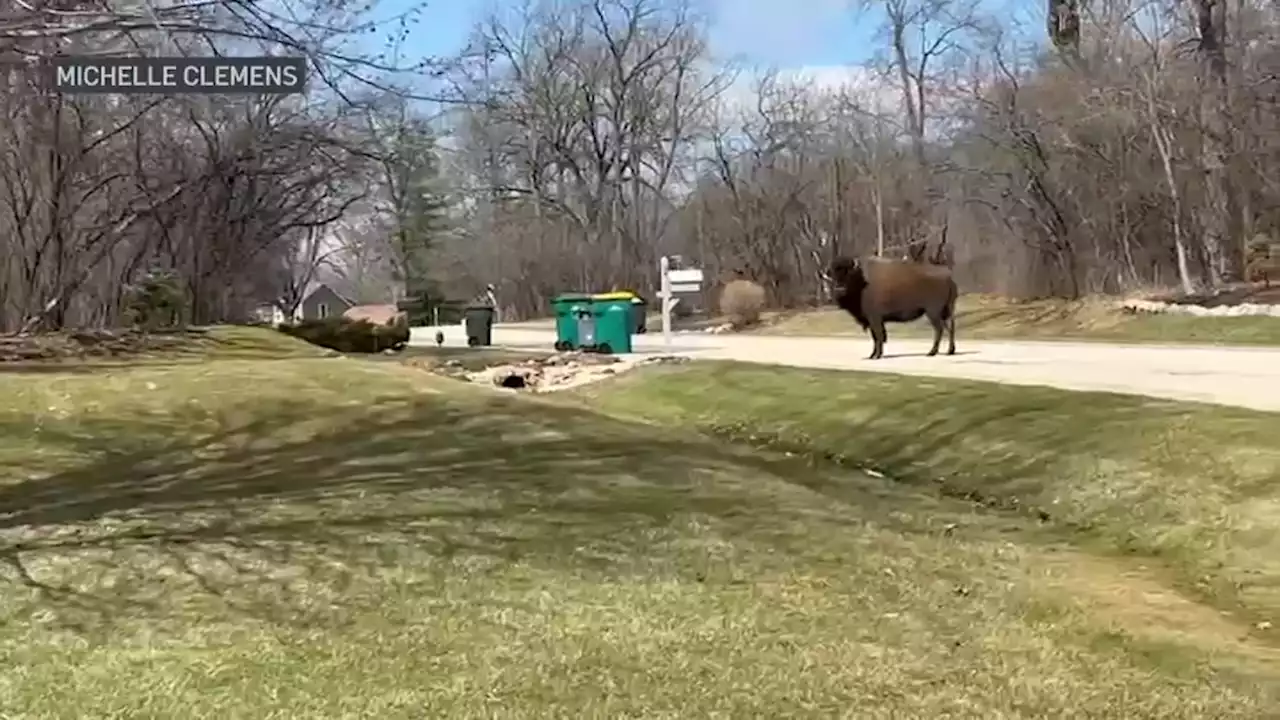 ‘Tyson the Bison' Safely Captured in Suburban Forest Preserve