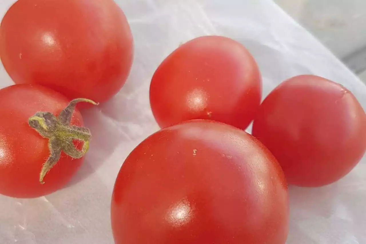 Gene-edited tomato offers new plant-based source of vitamin D