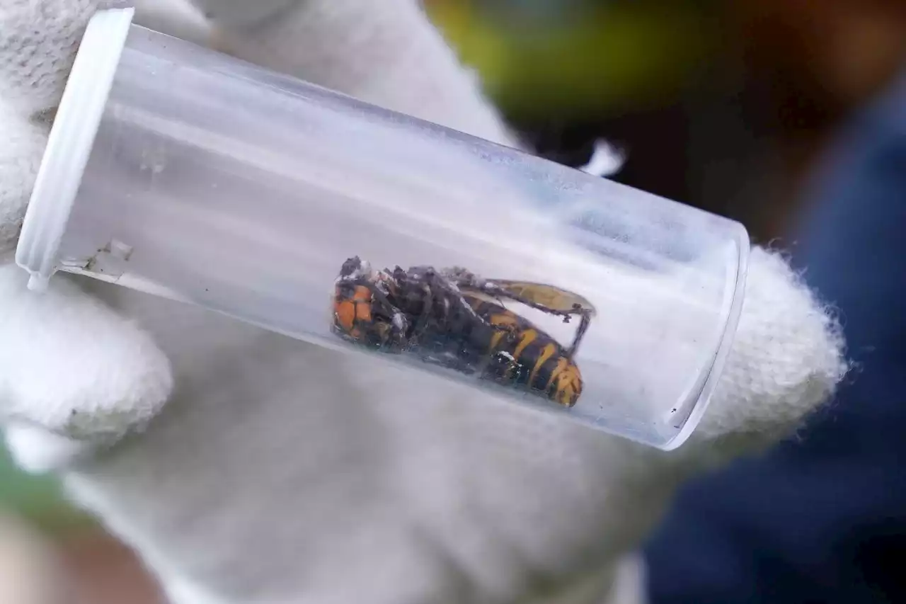 Scientists will set 1,000 traps this year aiming to eradicate murder hornets