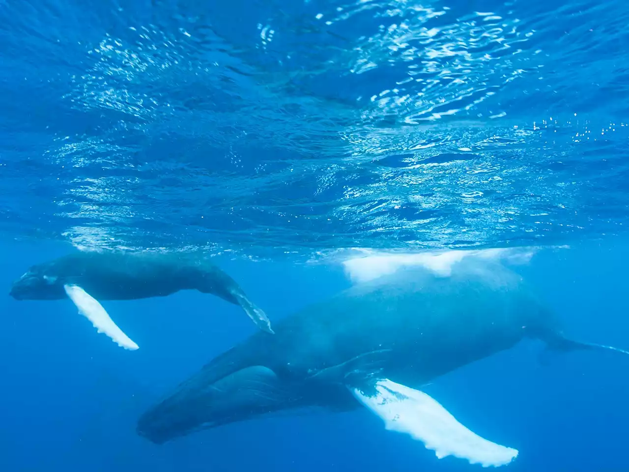 Boat noise is driving humpback whale moms into deep, dangerous water