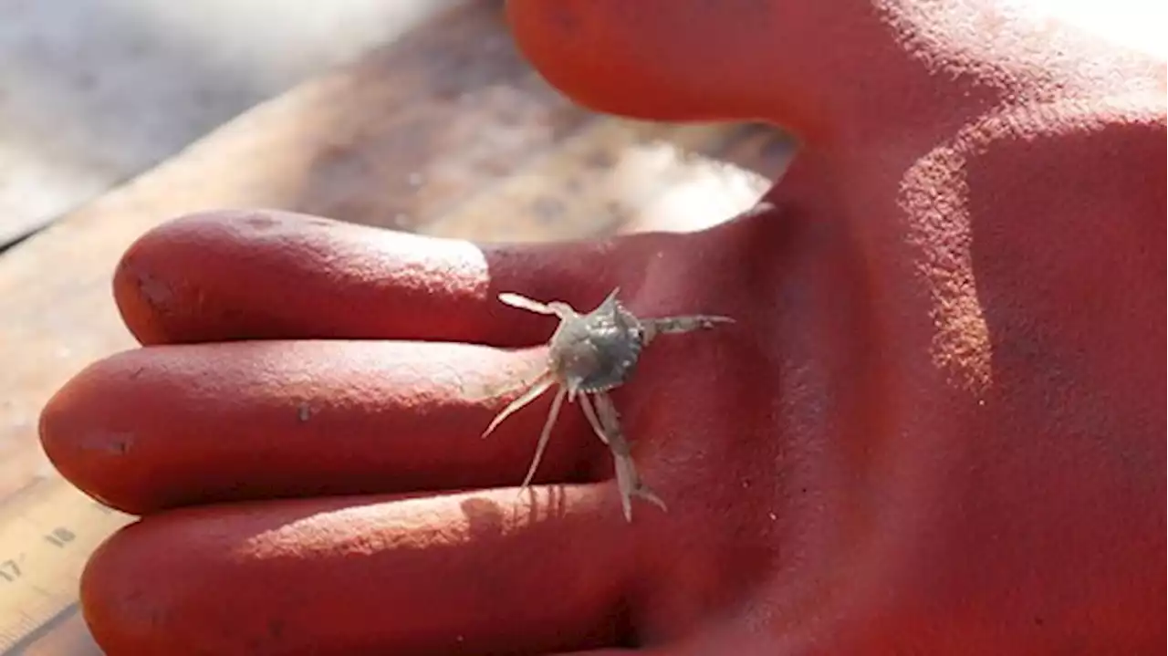 Blue crab population in Chesapeake Bay hits record low