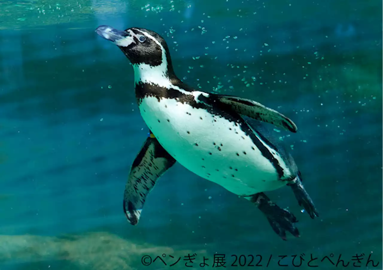 ペンギン×金魚の競演「ペンぎょ展 2022」が東京、名古屋、福岡で開催 | 動物のリアルを伝えるWebメディア「REANIMAL」