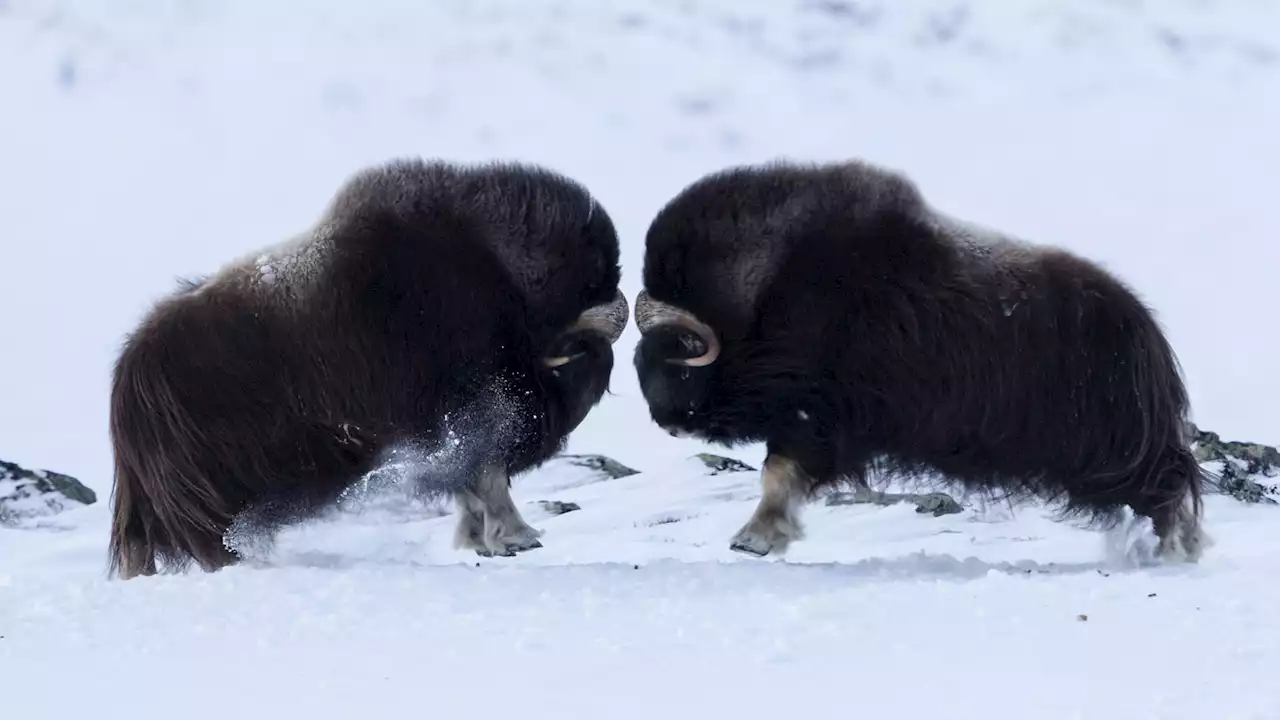 Headbutts hurt the brain, even for a musk ox