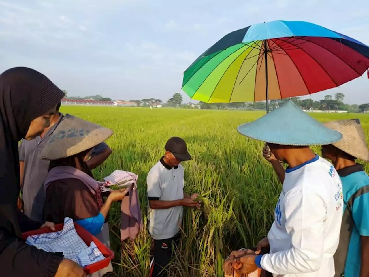 Petik Padi, Tradisi Petani Plumbungan Sragen Awali Panen