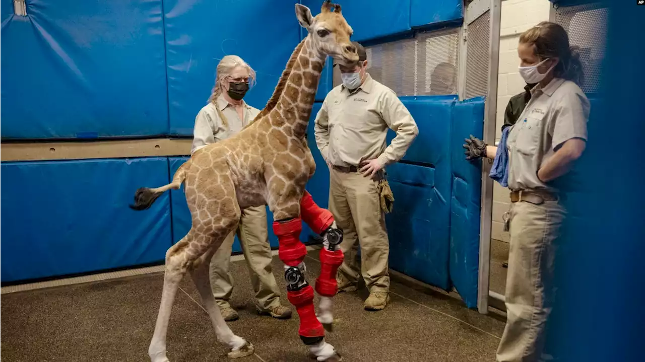 Watch: Baby giraffe learns to walk with help of specially made leg braces | The Citizen