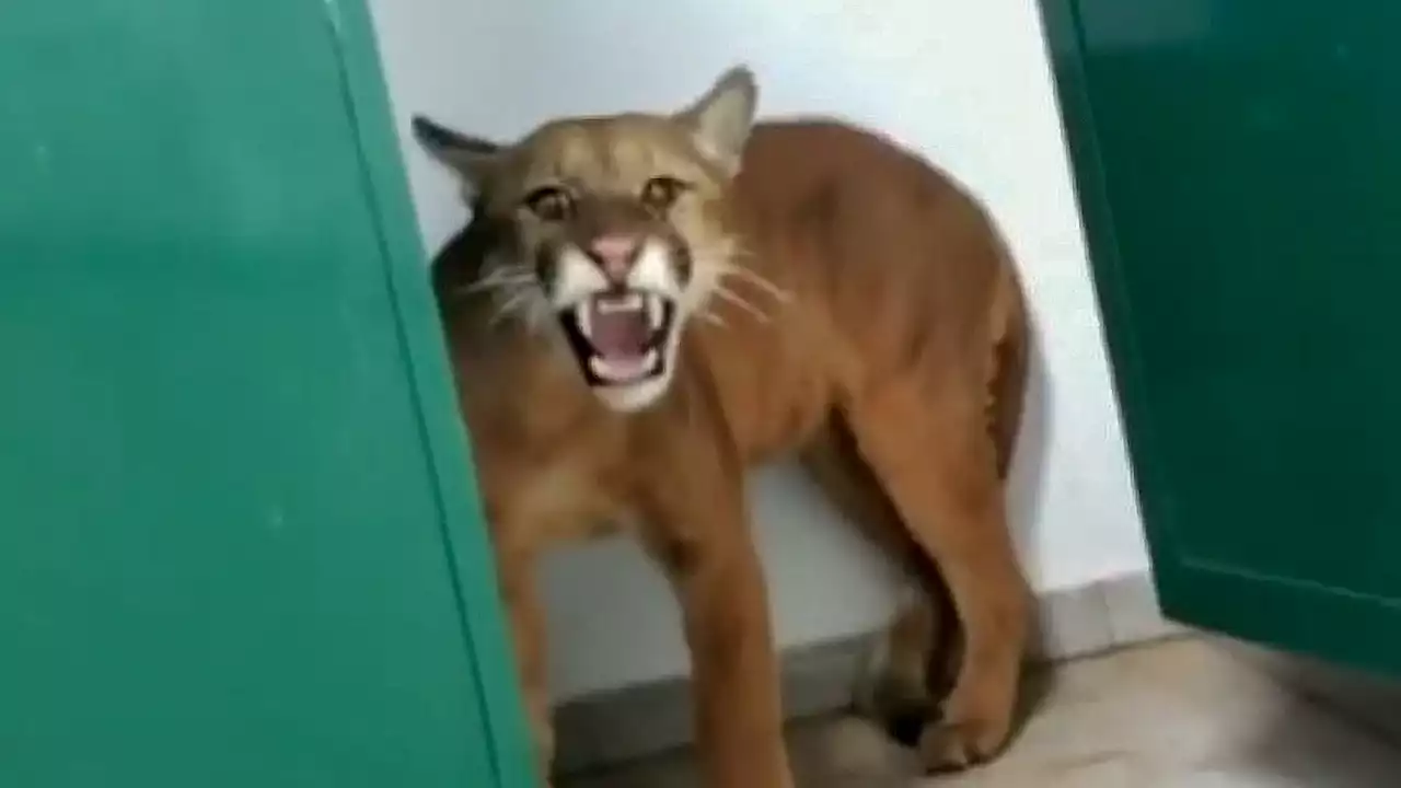 Boy, 9, terrified after bumping into PUMA hiding in school toilet cubicle