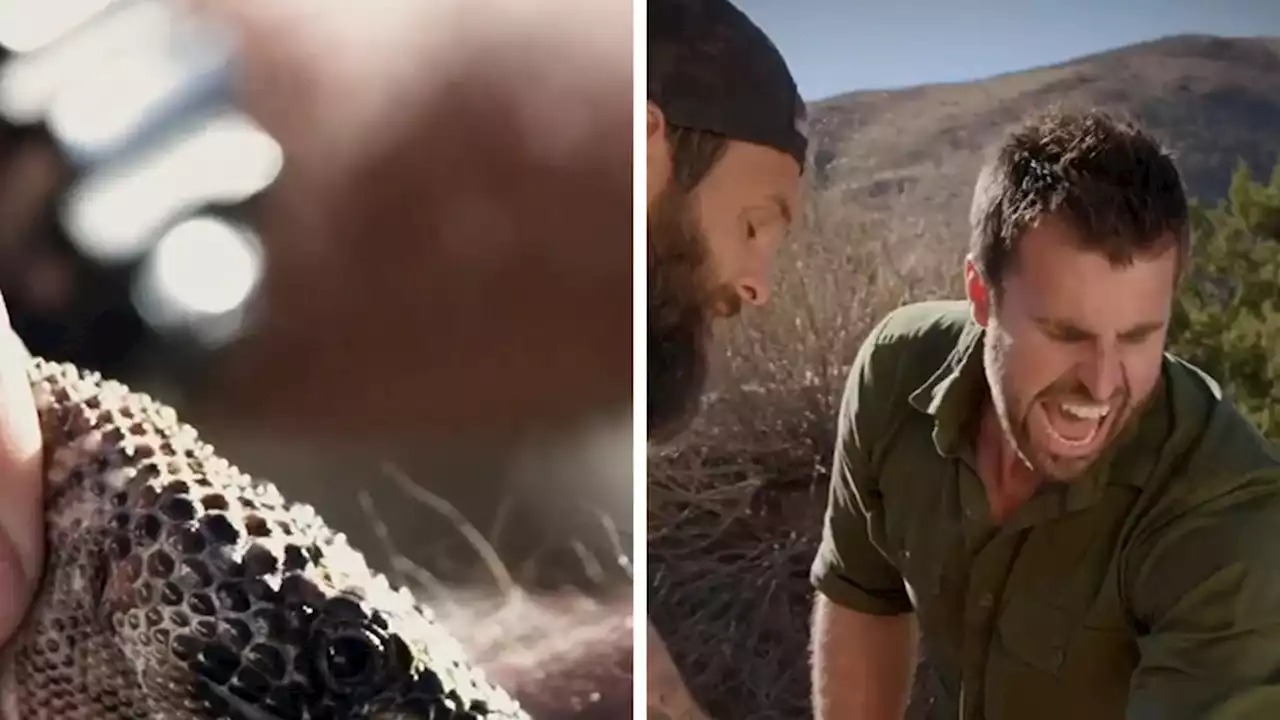 'Kings of Pain' Star Adam Thorn Pukes After Bite from Venomous Lizard