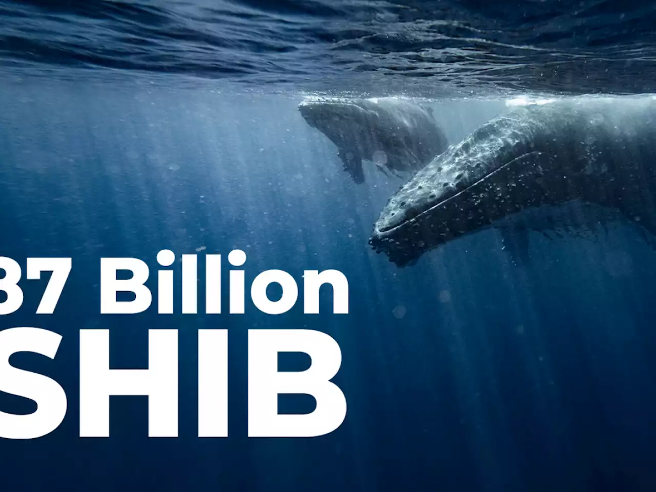 Whale Buys 87 Billion SHIB, While Shiba Balance of Top Investors Shrinks