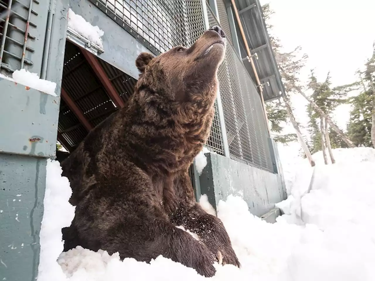 Bear calls jump this spring as cold, wet weather has animals out and about