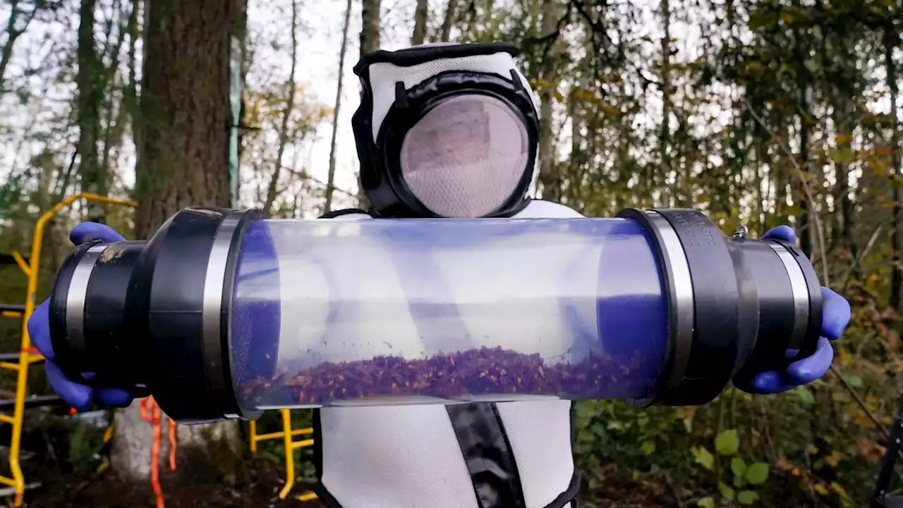 Scientists will set 1,000 traps for murder hornets this year