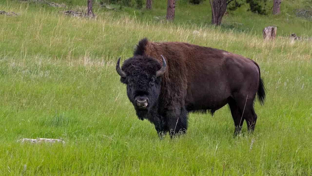 After Months on the Lam, Runaway Bison Finally Captured in Lake County Forest Preserve