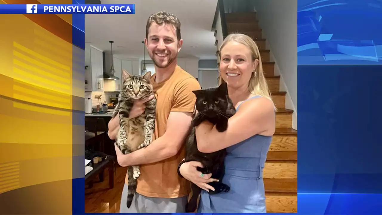 2 months after Philly dog attack, Buddy the cat finds his 'furever' home